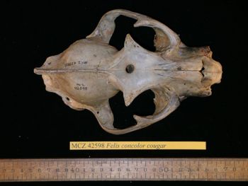 Media type: image;   Mammalogy 42598